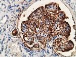 PDLIM2 Antibody in Immunohistochemistry (Paraffin) (IHC (P))