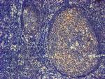 PDLIM2 Antibody in Immunohistochemistry (Paraffin) (IHC (P))