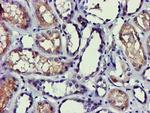 PDLIM2 Antibody in Immunohistochemistry (Paraffin) (IHC (P))