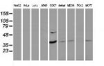 PDLIM2 Antibody in Western Blot (WB)