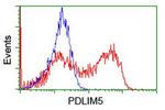 PDLIM5 Antibody in Flow Cytometry (Flow)