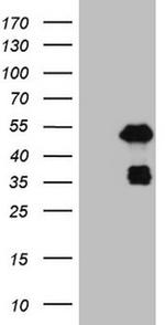 PDX1 Antibody in Western Blot (WB)