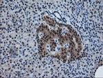 PDXK Antibody in Immunohistochemistry (Paraffin) (IHC (P))