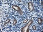 PDXK Antibody in Immunohistochemistry (Paraffin) (IHC (P))