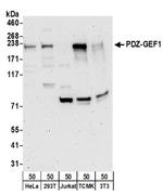 PDZ-GEF1 Antibody in Western Blot (WB)