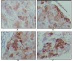 PEG10 Antibody in Immunohistochemistry (Paraffin) (IHC (P))