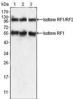 PEG10 Antibody in Western Blot (WB)