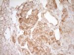 PELI1 Antibody in Immunohistochemistry (Paraffin) (IHC (P))