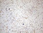 PELI1 Antibody in Immunohistochemistry (Paraffin) (IHC (P))