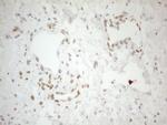 PELI1 Antibody in Immunohistochemistry (Paraffin) (IHC (P))