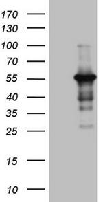 PELI1 Antibody in Western Blot (WB)