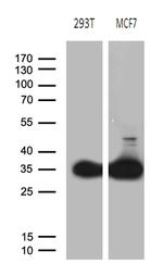 PGAM4 Antibody in Western Blot (WB)
