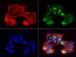 PGR Antibody in Immunocytochemistry (ICC/IF)