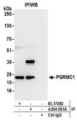 PGRMC1 Antibody in Western Blot (WB)