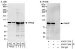 PI4KB Antibody in Western Blot (WB)