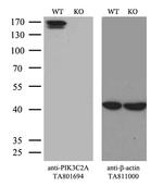 PIK3C2A Antibody in Western Blot (WB)