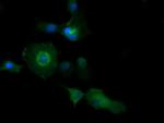 PIK3C2B Antibody in Immunocytochemistry (ICC/IF)