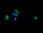 PIK3CG Antibody in Immunocytochemistry (ICC/IF)