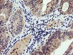 PIK3CG Antibody in Immunohistochemistry (Paraffin) (IHC (P))