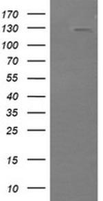 PIK3CG Antibody in Western Blot (WB)