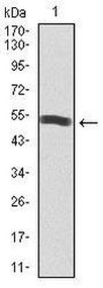 PI3K p85 alpha Antibody in Western Blot (WB)