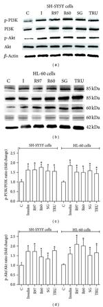 Phospho-PI3K p85/p55 (Tyr458, Tyr199) Antibody in Western Blot (WB)