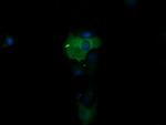 PIK3R5 Antibody in Immunocytochemistry (ICC/IF)