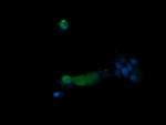 PIK3R5 Antibody in Immunocytochemistry (ICC/IF)