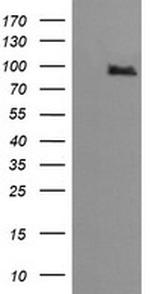 PIK3R5 Antibody in Western Blot (WB)