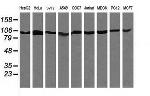 PIK3R5 Antibody in Western Blot (WB)