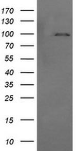 PIK3R5 Antibody in Western Blot (WB)