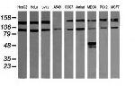 PIK3R5 Antibody in Western Blot (WB)