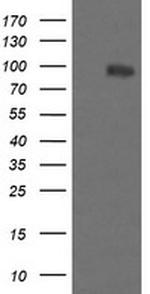 PIK3R5 Antibody in Western Blot (WB)