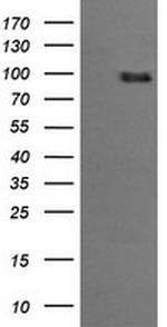 PIK3R5 Antibody in Western Blot (WB)