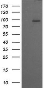 PIK3R5 Antibody in Western Blot (WB)