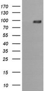 PIK3R5 Antibody in Western Blot (WB)