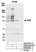 PIMT Antibody in Immunoprecipitation (IP)