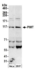 PIMT Antibody in Western Blot (WB)