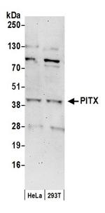 PITX1 Antibody in Western Blot (WB)