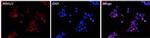 PKM1/PKM2 Antibody in Immunocytochemistry (ICC/IF)