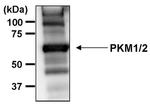 PKM1/PKM2 Antibody in Immunoprecipitation (IP)