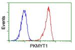 PKMYT1 Antibody in Flow Cytometry (Flow)