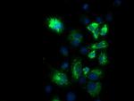 PKMYT1 Antibody in Immunocytochemistry (ICC/IF)