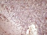 PLAT Antibody in Immunohistochemistry (Paraffin) (IHC (P))