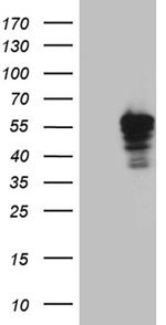 PLIN5 Antibody in Western Blot (WB)