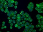 PMEL Antibody in Immunocytochemistry (ICC/IF)