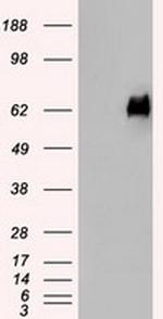PMEL Antibody in Western Blot (WB)