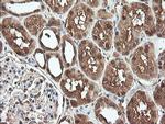 PNPO Antibody in Immunohistochemistry (Paraffin) (IHC (P))