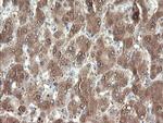 PNPO Antibody in Immunohistochemistry (Paraffin) (IHC (P))