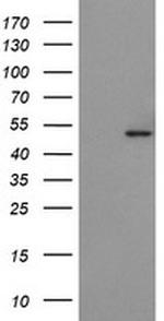 POFUT2 Antibody in Western Blot (WB)